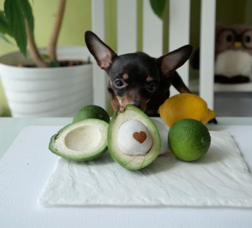 Can Dogs Eat Avocado Understanding The Risks And Benefits