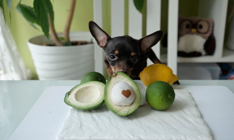 Can Dogs Eat Avocado Understanding The Risks And Benefits