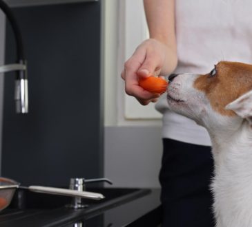 Can Dogs Eat Carrots Everything You Need To Know About Feeding Your Canine Carrots