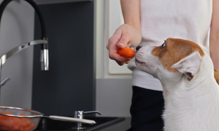 Can Dogs Eat Carrots Everything You Need To Know About Feeding Your Canine Carrots