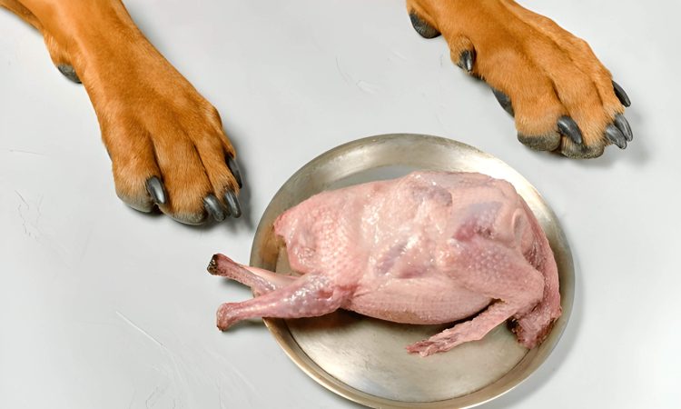 Can Dogs Eat Raw Chicken The Risks And Benefits