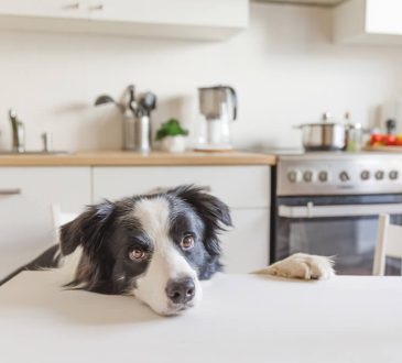 Can Dogs Eat Shrimp Unveiling The Truth About This Seafood Delight For Your Furry Friend