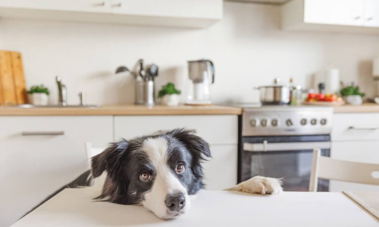 Can Dogs Eat Shrimp Unveiling The Truth About This Seafood Delight For Your Furry Friend