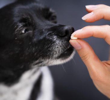 Cephalexin For Dogs Uses Effects And Benefits