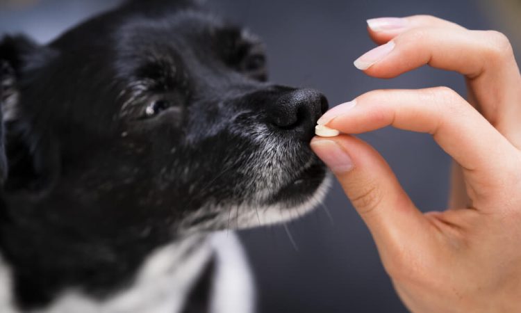 Cephalexin For Dogs Uses Effects And Benefits