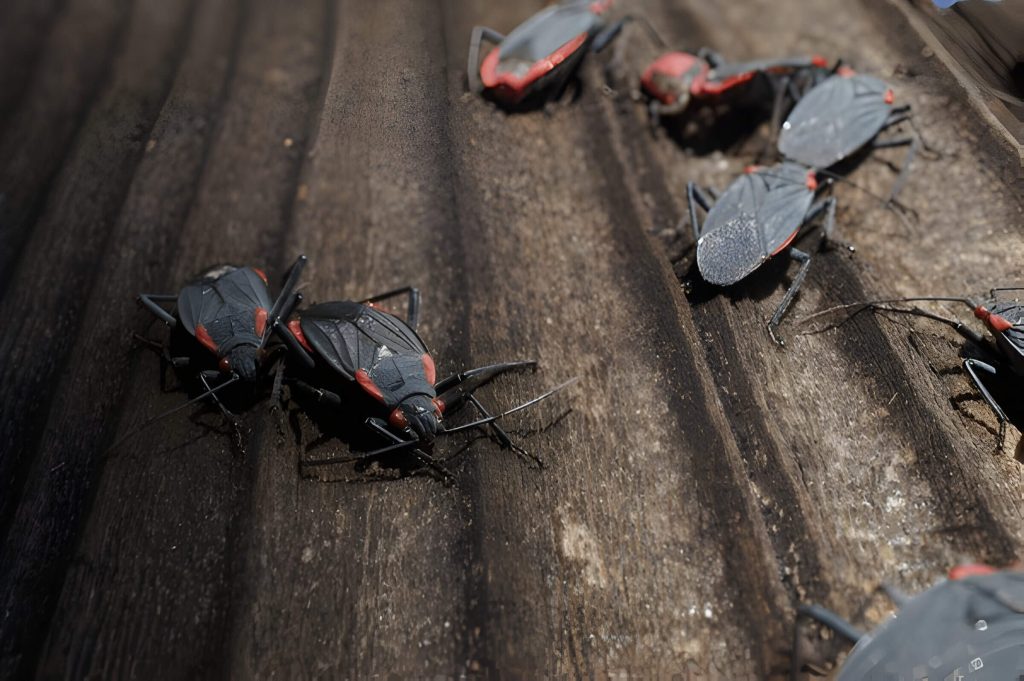 Why Boxelder Bugs Become A Problem Common Infestation Signs